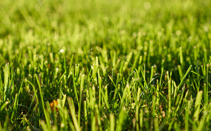 Natural and Synthetic Grass